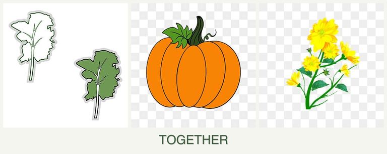 Can you plant kale, pumpkin and calendula together?