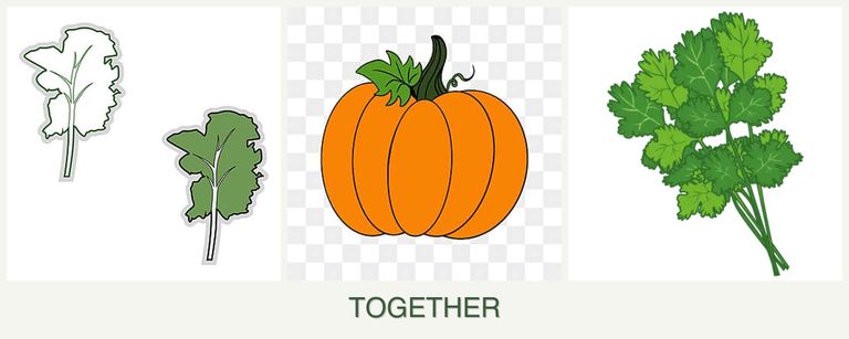 Can you plant kale, pumpkin and cilantro together?