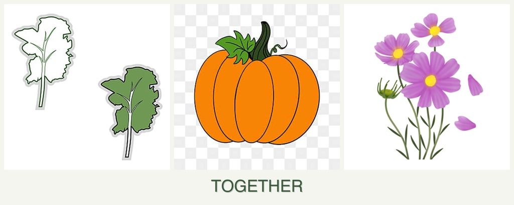 Can you plant kale, pumpkin and cosmos together?