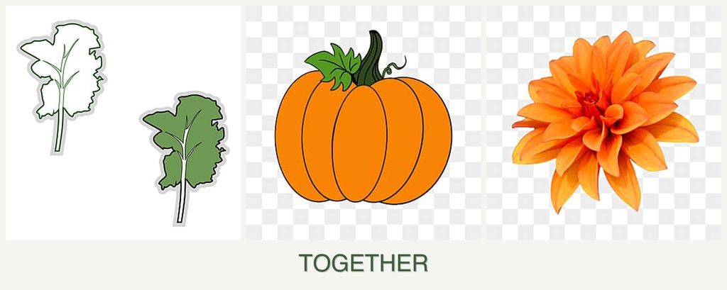 Can you plant kale, pumpkin and dahlias together?