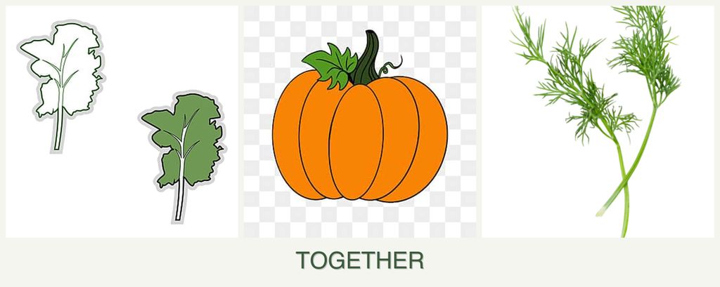 Can you plant kale, pumpkin and dill together?