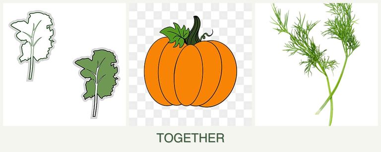 Can you plant kale, pumpkin and dill together?
