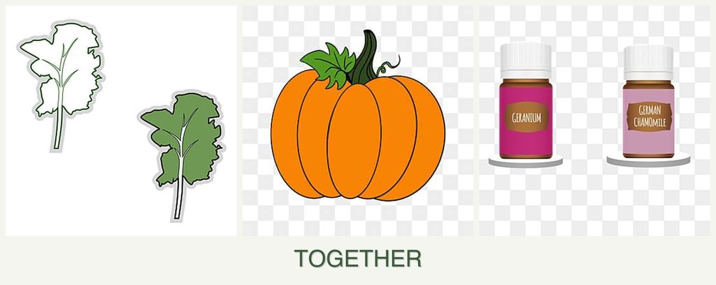 Can you plant kale, pumpkin and geraniums together?