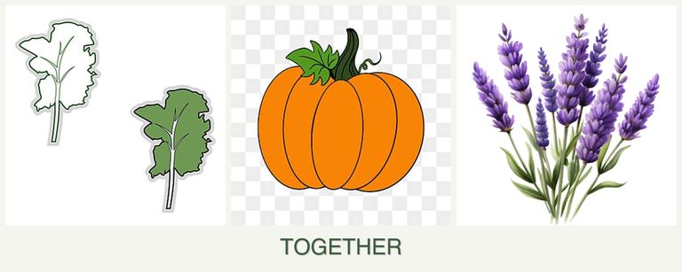 Can you plant kale, pumpkin and lavender together?