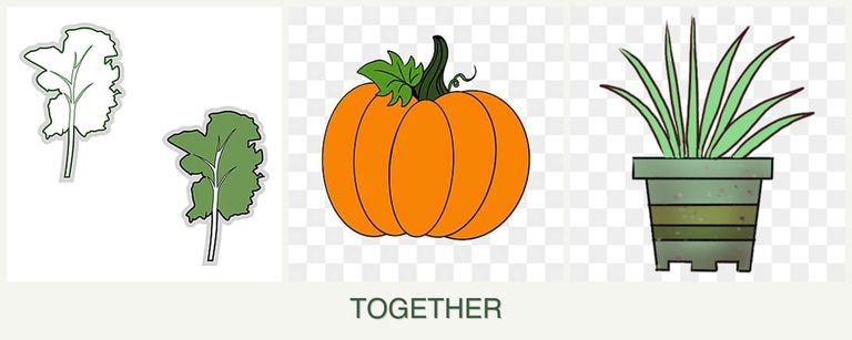 Can you plant kale, pumpkin and lemongrass together?