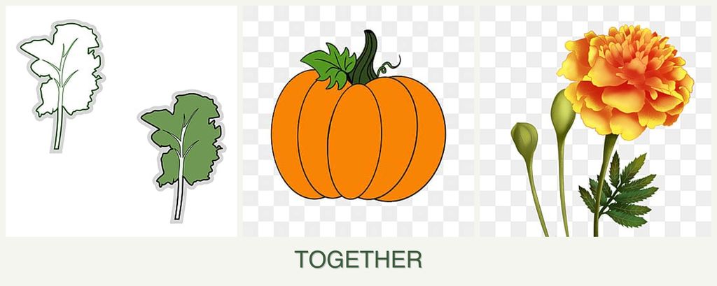 Can you plant kale, pumpkin and marigolds together?