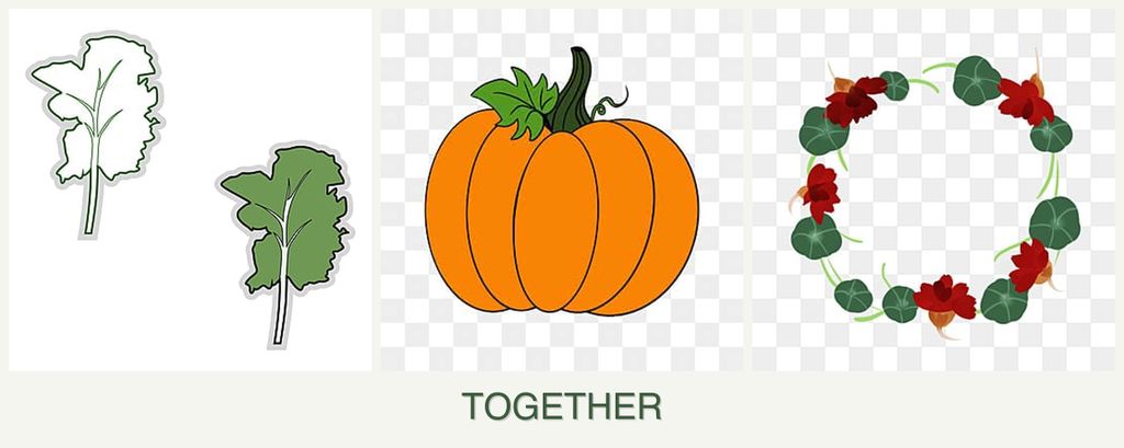 Can you plant kale, pumpkin and nasturtiums together?