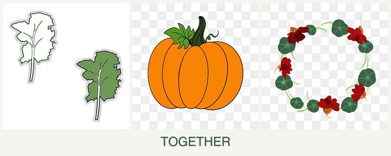 Can you plant kale, pumpkin and nasturtiums together?