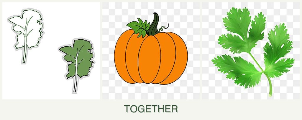 Can you plant kale, pumpkin and parsley together?