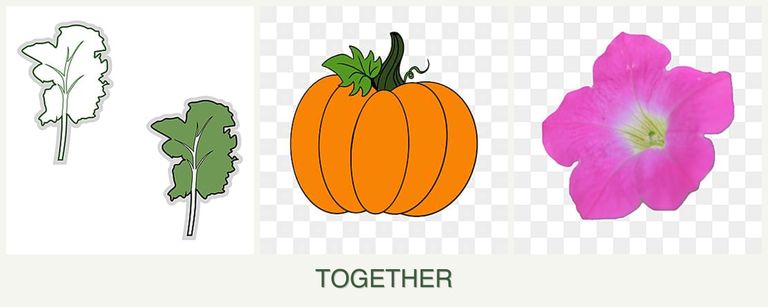 Can you plant kale, pumpkin and petunias together?