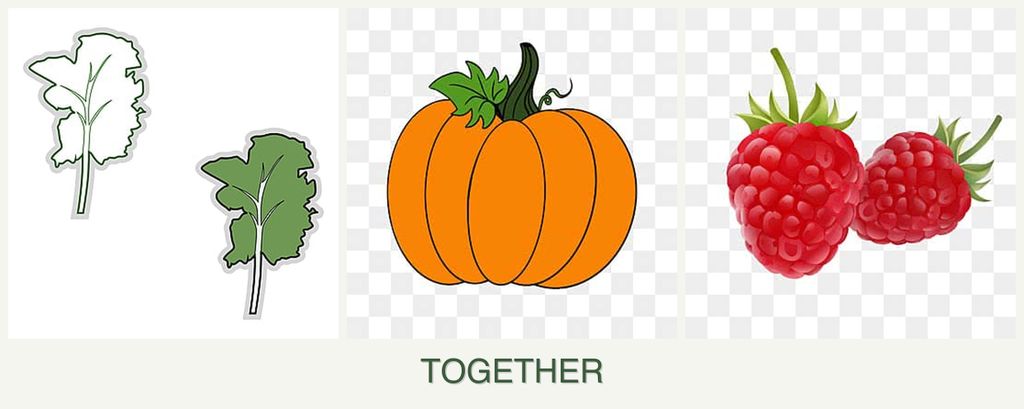 Can you plant kale, pumpkin and raspberries together?
