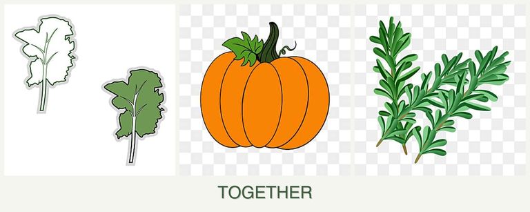 Can you plant kale, pumpkin and rosemary together?