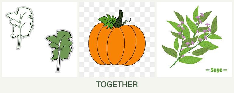 Can you plant kale, pumpkin and sage together?