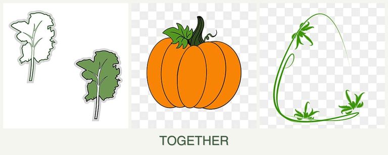 Can you plant kale, pumpkin and tarragon together?