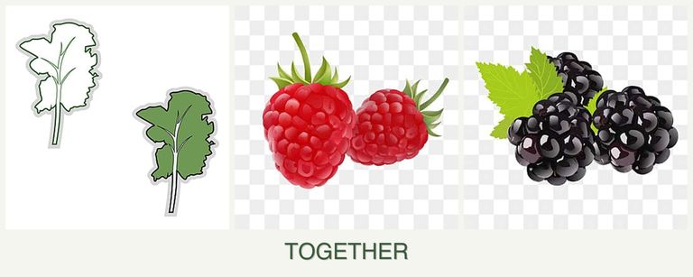 Can you plant kale, raspberries and blackberries together?