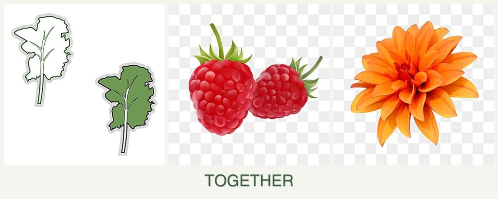 Can you plant kale, raspberries and dahlias together?