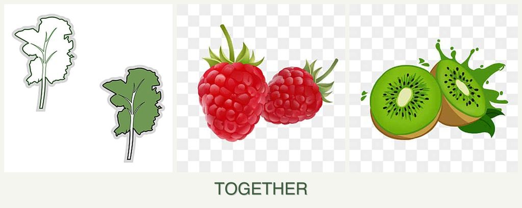 Can you plant kale, raspberries and kiwi together?