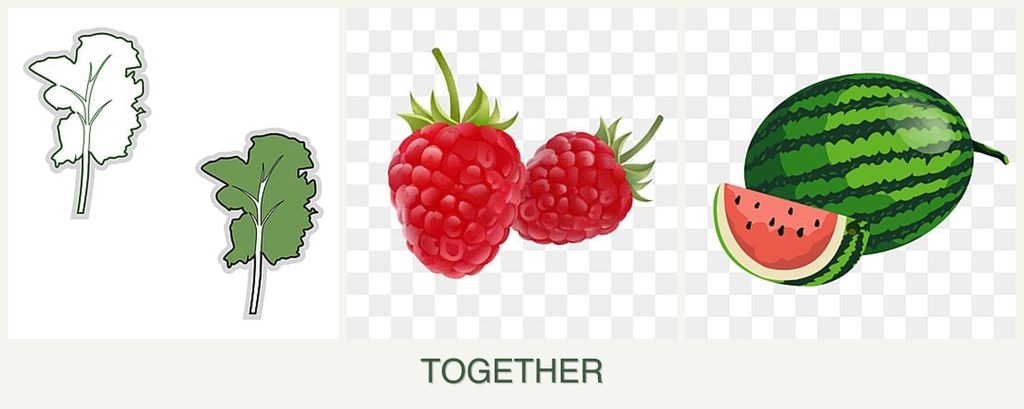Can you plant kale, raspberries and melons together?