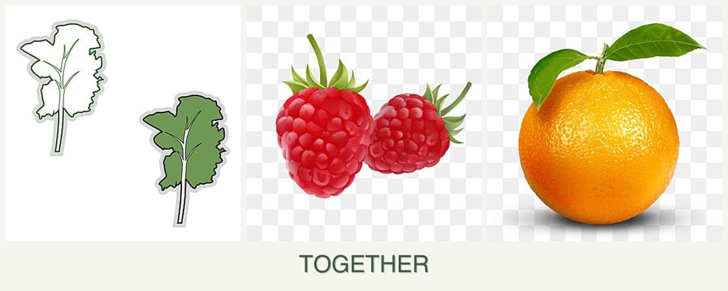 Can you plant kale, raspberries and oranges together?