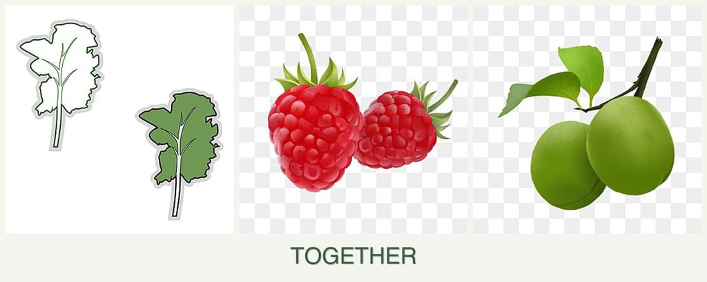 Can you plant kale, raspberries and plums together?