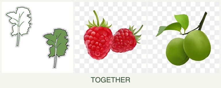 Can you plant kale, raspberries and plums together?