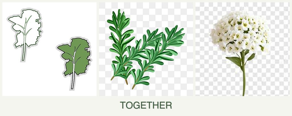 Can you plant kale, rosemary and alyssum together?