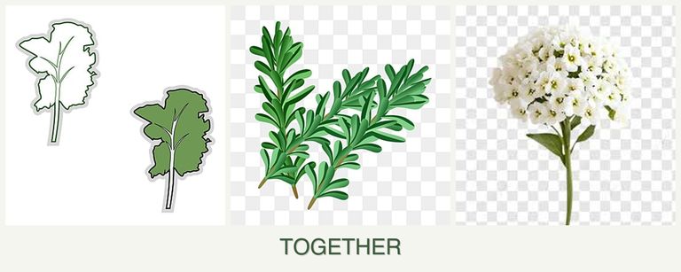 Can you plant kale, rosemary and alyssum together?