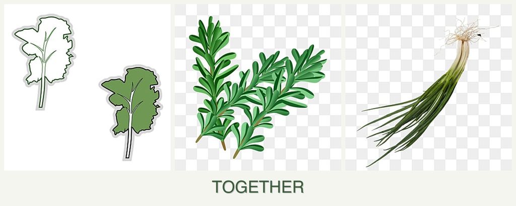 Can you plant kale, rosemary and chives together?