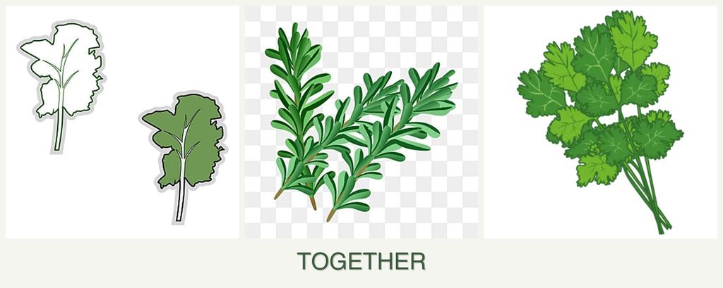 Can you plant kale, rosemary and cilantro together?