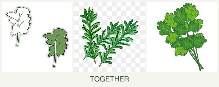 Can you plant kale, rosemary and cilantro together?