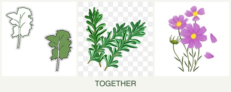 Can you plant kale, rosemary and cosmos together?