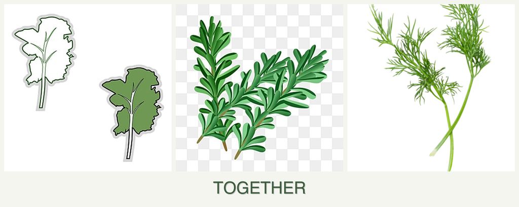 Can you plant kale, rosemary and dill together?