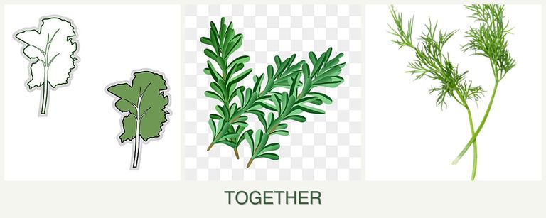 Can you plant kale, rosemary and dill together?