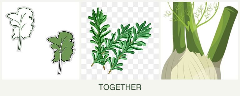 Can you plant kale, rosemary and fennel together?