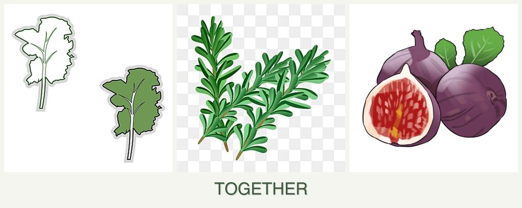 Can you plant kale, rosemary and figs together?