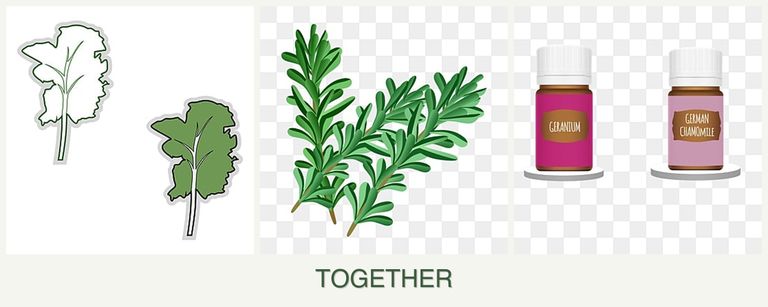 Can you plant kale, rosemary and geraniums together?