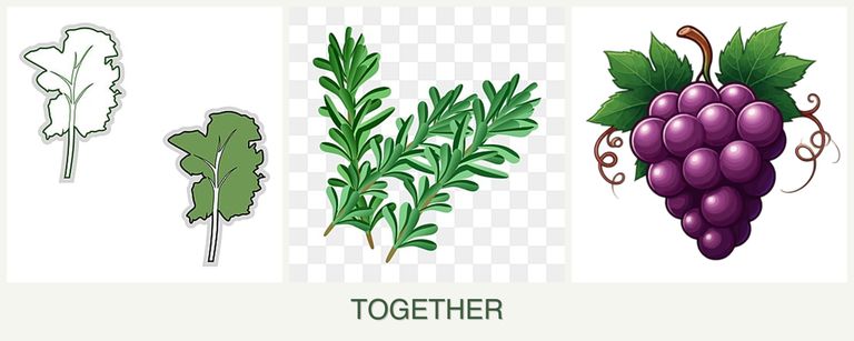 Can you plant kale, rosemary and grapes together?