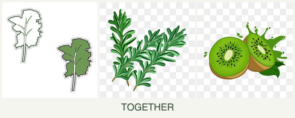Can you plant kale, rosemary and kiwi together?