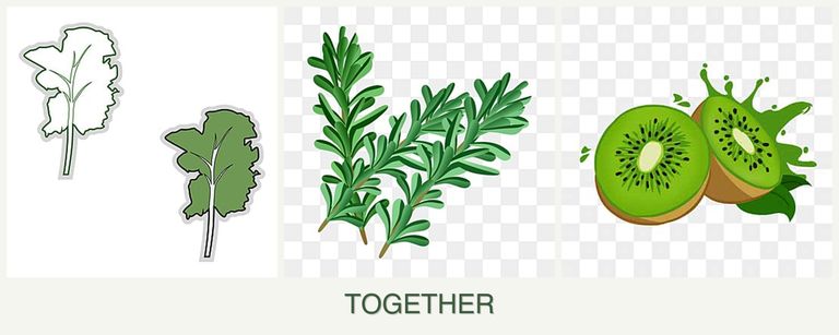 Can you plant kale, rosemary and kiwi together?