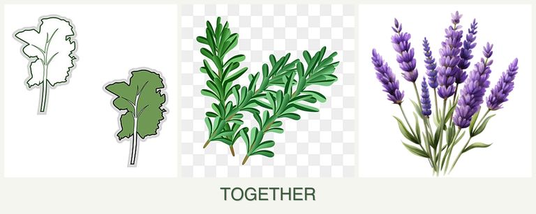 Can you plant kale, rosemary and lavender together?