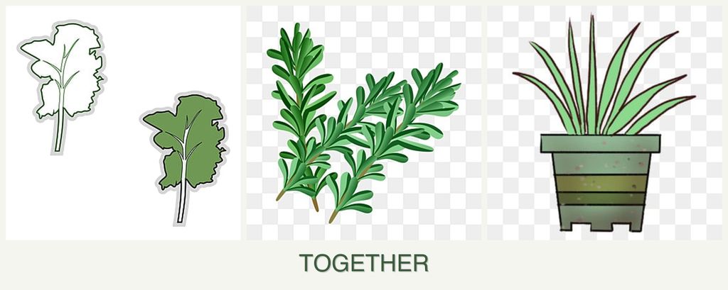 Can you plant kale, rosemary and lemongrass together?