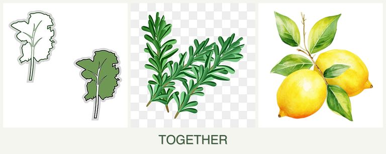 Can you plant kale, rosemary and lemons together?
