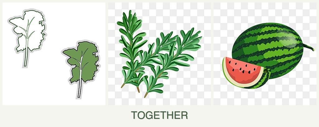Can you plant kale, rosemary and melons together?