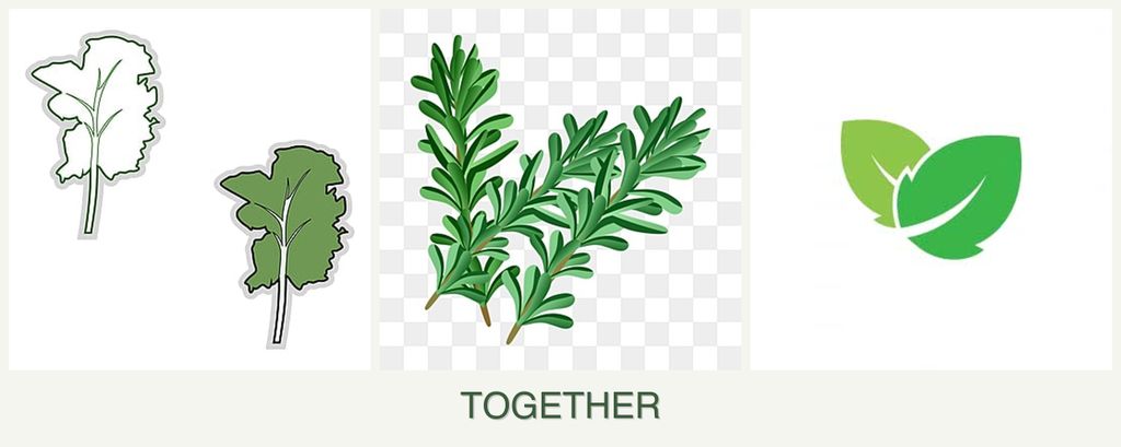 Can you plant kale, rosemary and mint together?