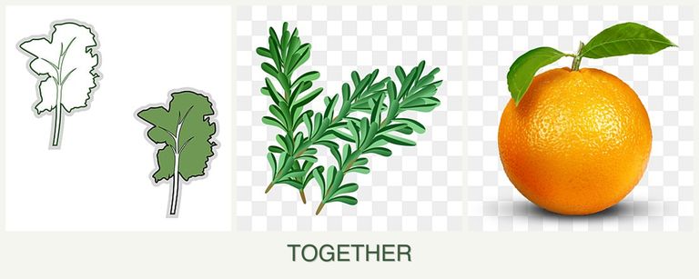 Can you plant kale, rosemary and oranges together?