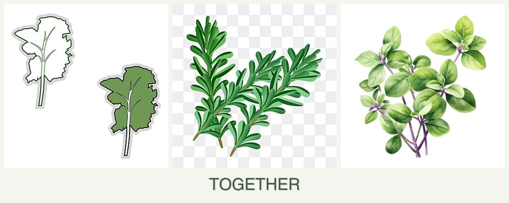 Can you plant kale, rosemary and oregano together?