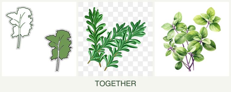 Can you plant kale, rosemary and oregano together?