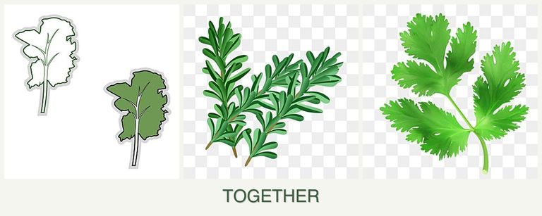 Can you plant kale, rosemary and parsley together?