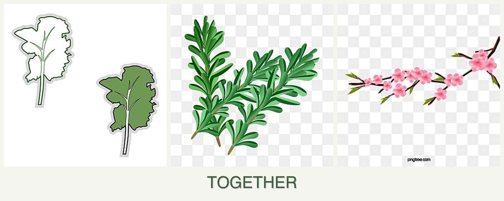 Can you plant kale, rosemary and peaches together?