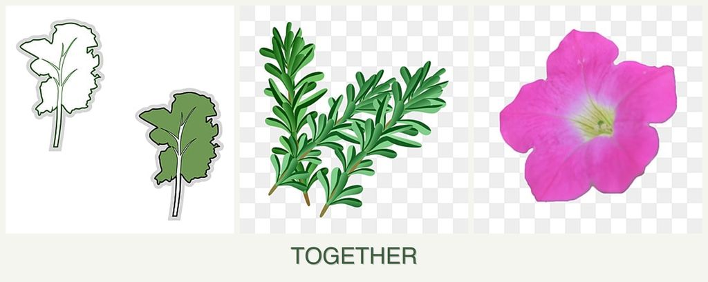 Can you plant kale, rosemary and petunias together?
